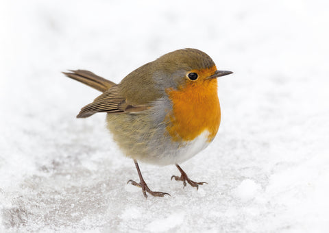 "Snow Robin" Christmas cards, Pack of 10