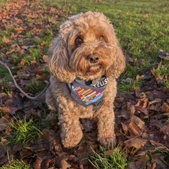 brainstrust Dog Bandana