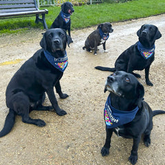brainstrust Dog Bandana